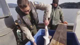 Caviar Schemes Sturgeon Poachers On The Columbia [upl. by Sivolc221]