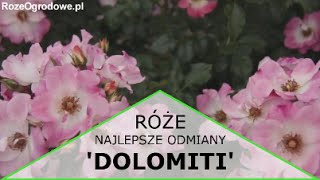 Róża rabatowa Dolomiti® [upl. by Guildroy]