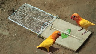 Awesome Creative Parrot Trap Using Net With Wooden Board  Best Deed Fall Bird Trap [upl. by Perren]