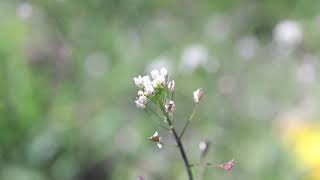 SHEPHERDS PURSE Capsella bursapastoris [upl. by Mehelhteb340]