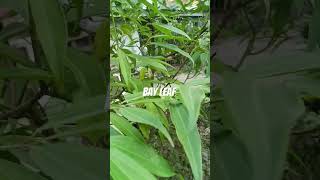 Bay Leaf Plant look like this ll healthvastumore Bay Leaf [upl. by Dachy]