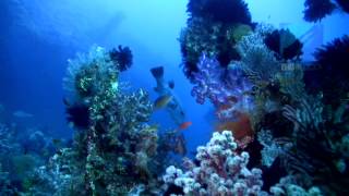 Diving Liberty Wreck Tulamben Bali Indonesia [upl. by Einnol]