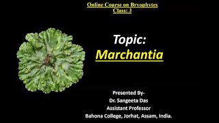 Marchantia [upl. by Tavis906]