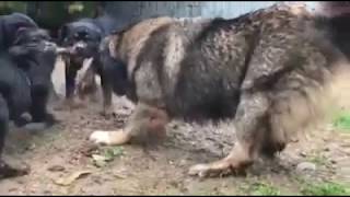 caucasian ovcharka vs rottweiler [upl. by Sucramd]