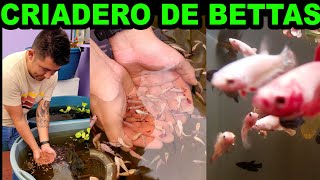 ESTE es EL quotINCREIBLEquot Criadero de BETTAS de Daniel  Mario Blogs [upl. by Marou]