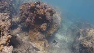 Snorkeling Hawaii Anini Beach Kauai Aug 15 2018 [upl. by Turtle]