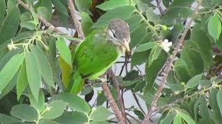 Whitecheeked Barbet [upl. by Mcintosh]