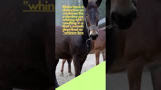 Whats the SOUND of Mules VOICE amp are they STERILE animals nature shorts viral mule mules [upl. by Rochus]