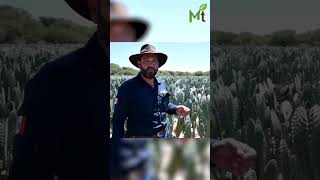 Hablando un poco de la producción de nopal forrajero [upl. by Naegem]