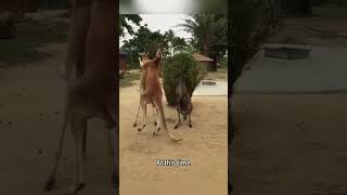 Two kangaroos are fighting and someone is trying [upl. by Giannini]