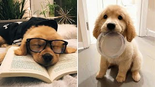 Best Funny and Cute Golden Retriever Puppies 2022  Funniest Golden Retriever Videos [upl. by Karisa]