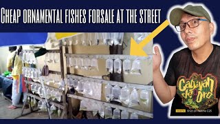 Stunning Ornamental Fish Pagadian Street Vendor Tour [upl. by Nuris]