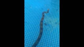 Boa constrictor goes for a swim [upl. by Sharyl]