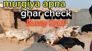 Beghar murgiyo ko bhi ghar mil hi gia  Ghar ka visit karny agai sab murgiya  shehrmaindihat [upl. by Aved]