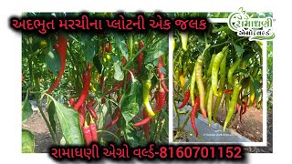 TRS SEEDSDEESA HYCHILLI YOGI ATGONDAL AREA 🌶🌶🌶🌶 [upl. by Kalk432]