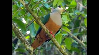 Ducula finschii Finschs Imperial Pigeon [upl. by Drabeck]