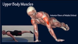 How to Planche Progression Muscle Anatomy Training Program EasyFlexibility [upl. by Thelma]