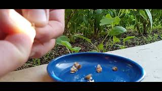 How and When to Harvest Sweet Basil Seeds [upl. by Xela706]