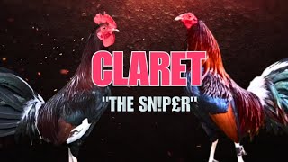 CLARET GAMEFOWL BLOOLINE Fighting Style and History [upl. by Ysteb]