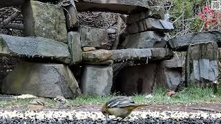 Baltimore Oriole after Freezing Rain in Quispamsis [upl. by Ringler413]