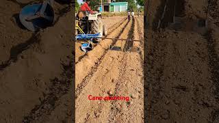 Cane planting farminglifeinanotherworld sugarcane shortvideo [upl. by Anaihsat]