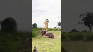 The Confusing behaviour of manly Animals shorts animals lion funny wildlife safari foryou [upl. by Isteb]