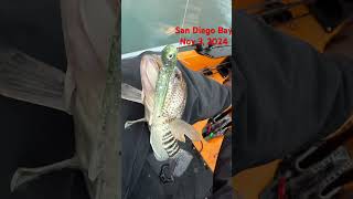 San Diego Bay fishing fishing glengoesfishing bassfishing hobieproangler mmfc [upl. by Hadlee58]