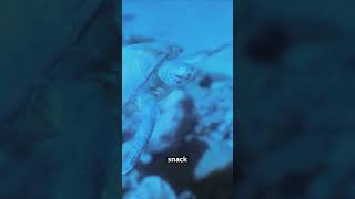 How Sea Turtles Survive Stinging Jellyfish Attacks shorts turtle [upl. by Ludovika]