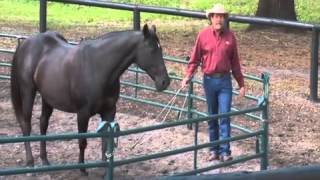 Teach Your Horse to Spin at Liberty with Pat Parelli [upl. by Elwin]