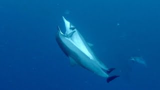 Diver Catches Pair Of Dolphins Mating [upl. by Nayt]