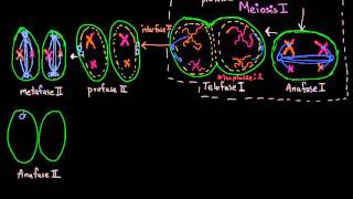 Fases de la meiosis II  División celular  Biología  Khan Academy en Español [upl. by Shore669]