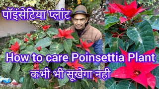 How to care Poinsettia Plant  Best Soil Mixture for Poinsettia Plant [upl. by Ecirpak]