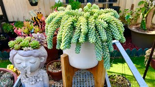 How to Multiply Burros Tail [upl. by Diann427]