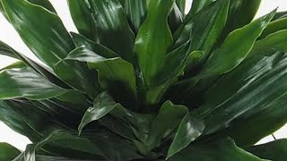 How To Care For Dracaena Compacta Plant  How To Grow Care amp Propagate Dracaena Compacta Plant [upl. by Ellan780]