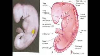 Embryology  mesodermal derivatives [upl. by Mollie]