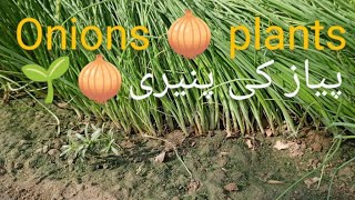 Onion 🧅 plants 🌱 Delivery🧅🌱پیاز کی پنیری 🧅🌱 [upl. by Akimrehs745]