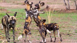 African Wild Dogs Africas Most Successful Predator [upl. by Htiekram]