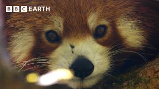 Filming the Adorable but Elusive Red Panda  The Making of Asia  BBC Earth [upl. by Alcott]