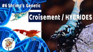 Croisement et Hybridation des crevettes CARIDINA cantonensismariaeserrata 🦐 6 Shrimps Genetic [upl. by Aniv]