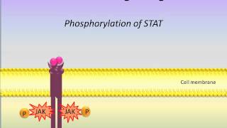 JAK STAT Signaling Pathway [upl. by Sneed]