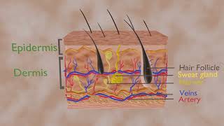 Skin 3D structure of skin [upl. by Drarrej804]