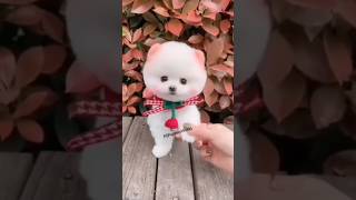 Best Pomeranian Dog in India  teacup pomeranian in India  cutest dog breeds in India shorts dog [upl. by Terencio]