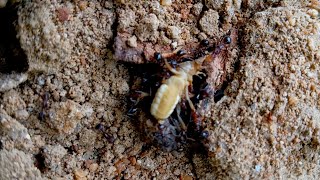 Black ants attacking an Eremorhax magnus in a forest floor area [upl. by Haduj]