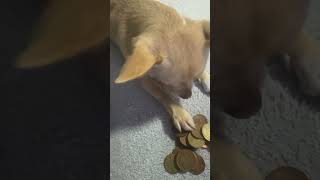 moneydogsfunnyLilipespetslovemoneychiuahua [upl. by Navinod]