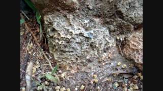 A Special Glimpse at the Wild Ants of Cuba HD [upl. by Valera932]