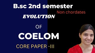 Evolution of coelom BSc 1st yearEvolution of coelom and metamerism BSc zoology gnb zoology [upl. by Seerdi]