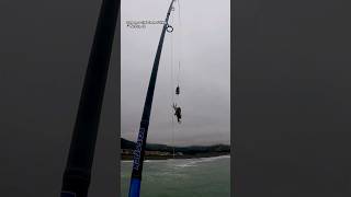 Dungeness Crab snare fishing dungenesscrab crabbing fishing shorts shortsvideo bayarea [upl. by Ahsinat218]