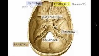 GENERALIDADES DE CRANEO [upl. by Adiaros]