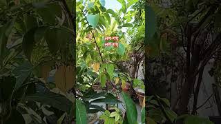 Star fruit कमरख गमले में लग गए starfruit कमरख [upl. by Eugaet402]