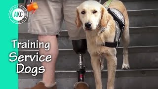 Service Dog Training Session [upl. by Stepha28]